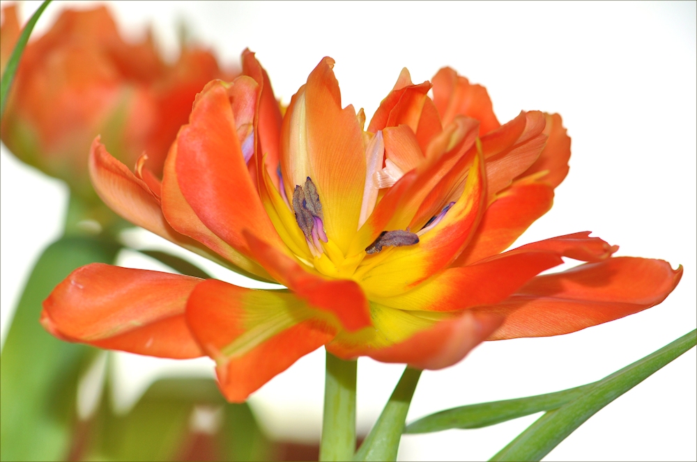 TULPEN  Feuer...