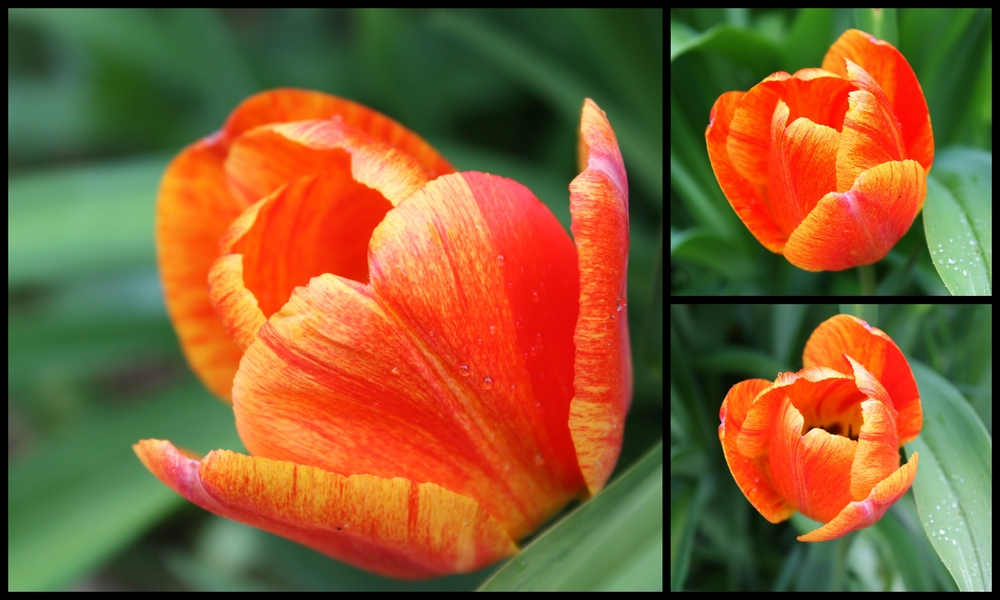 ...Tulpen - FEUER ...