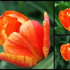 ...Tulpen - FEUER ...