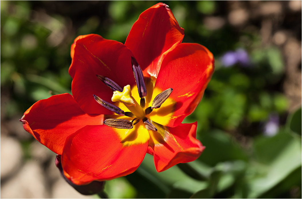 Tulpen-Feuer ...