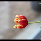 Tulpen