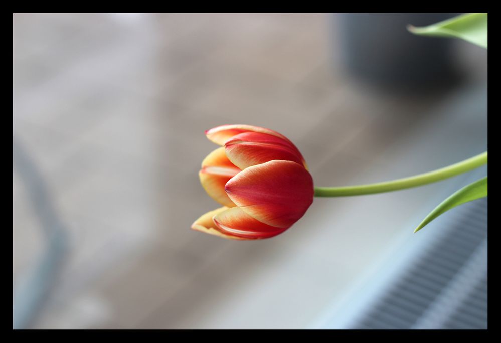 Tulpen von makyolcu 