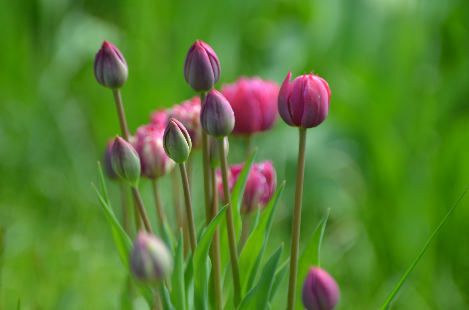 Tulpen