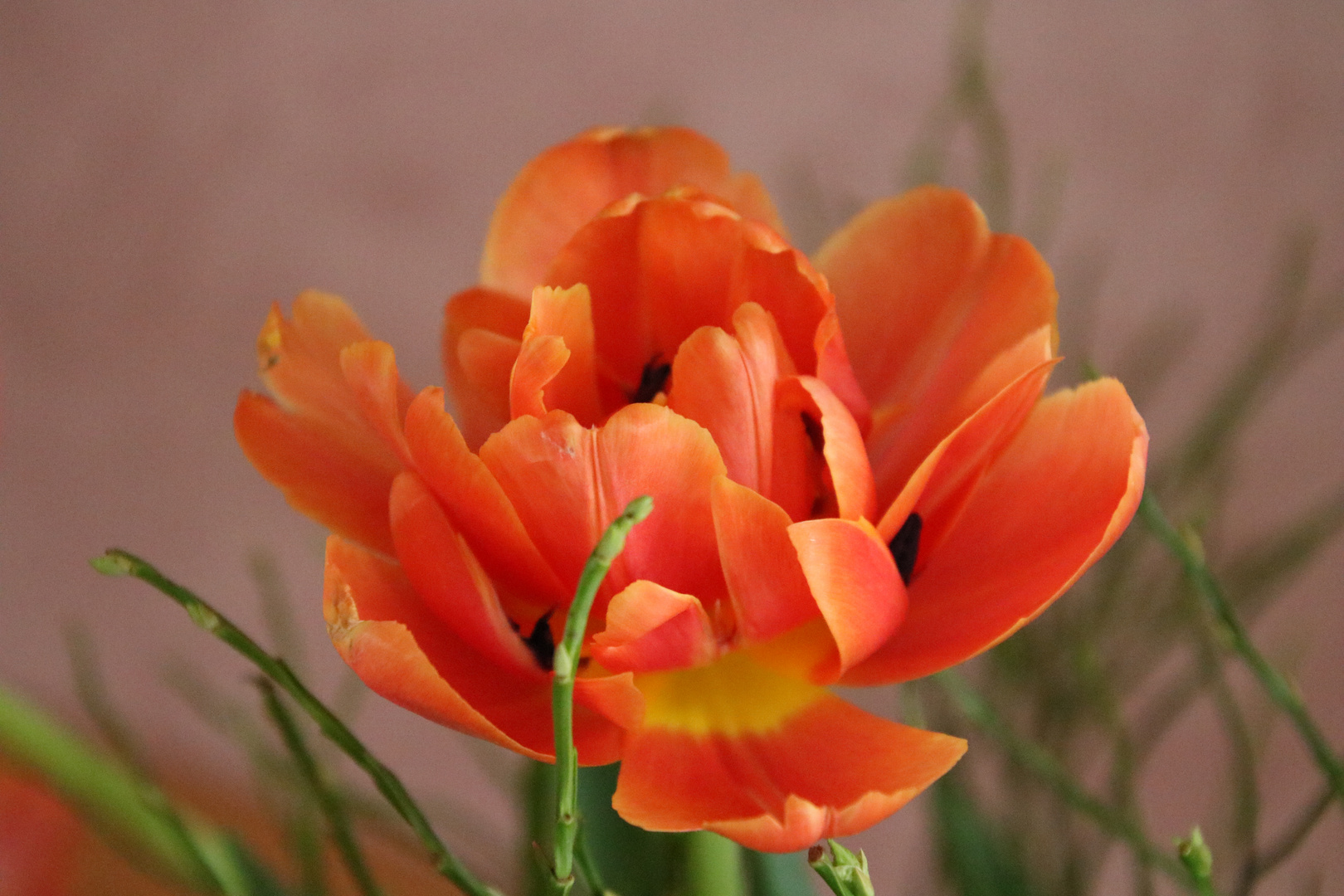 Tulpen