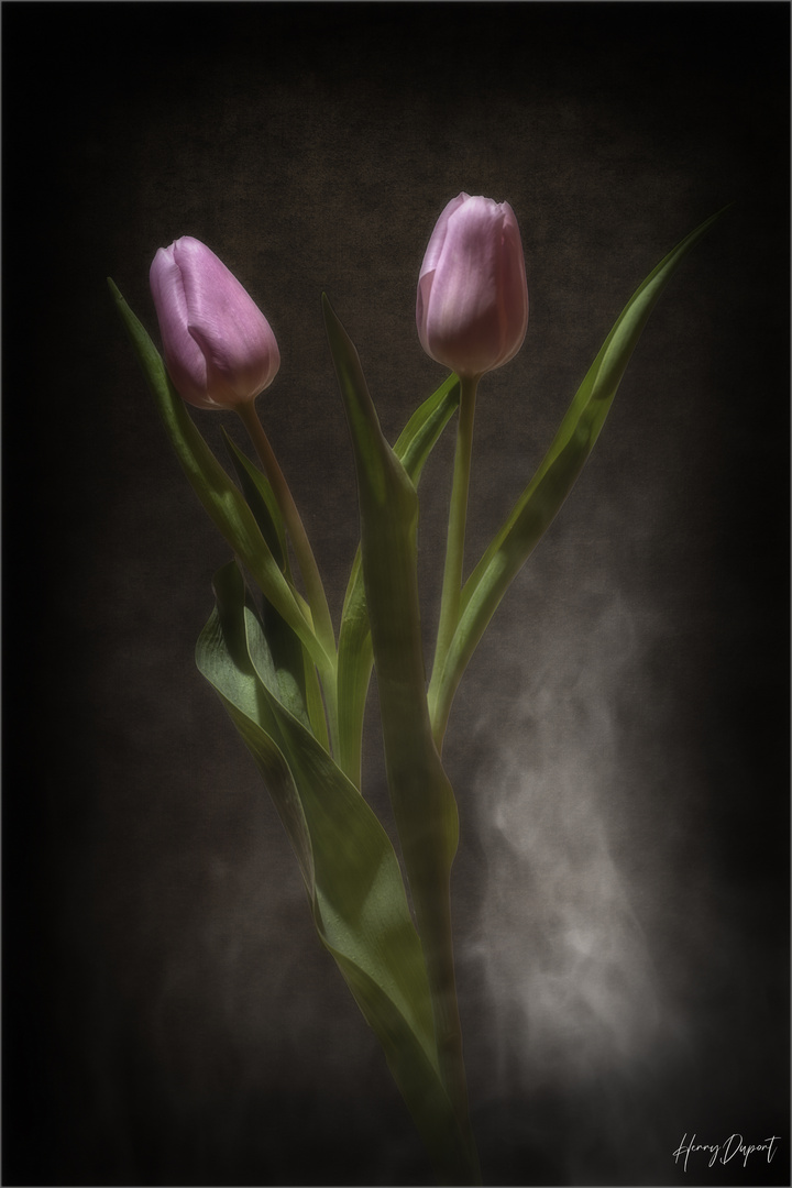 Tulpen