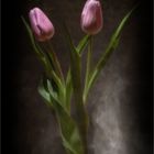 Tulpen