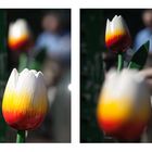 Tulpen find ich scharf