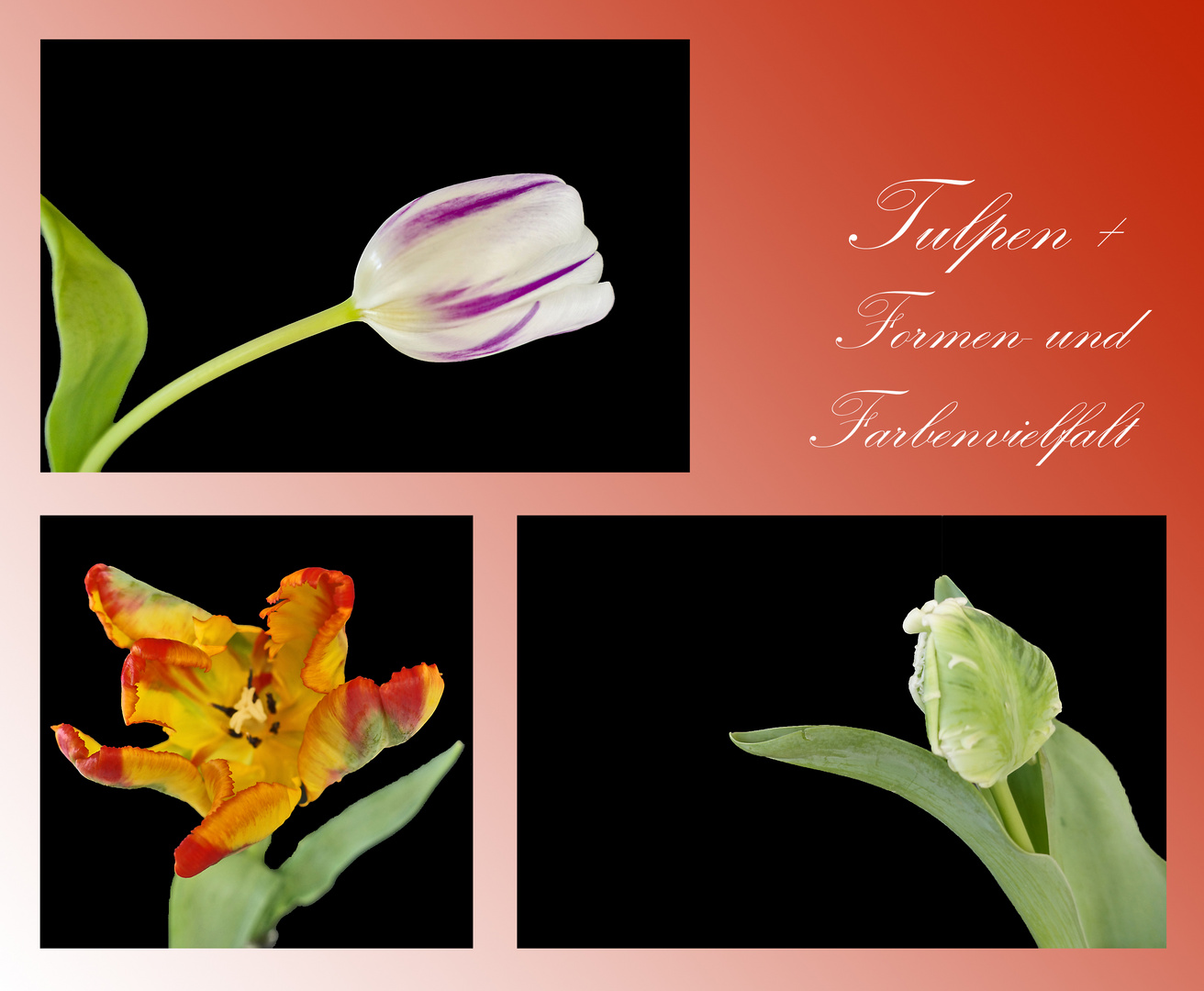 Tulpen - Formen- und Farbenvielfalt