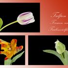 Tulpen - Formen- und Farbenvielfalt