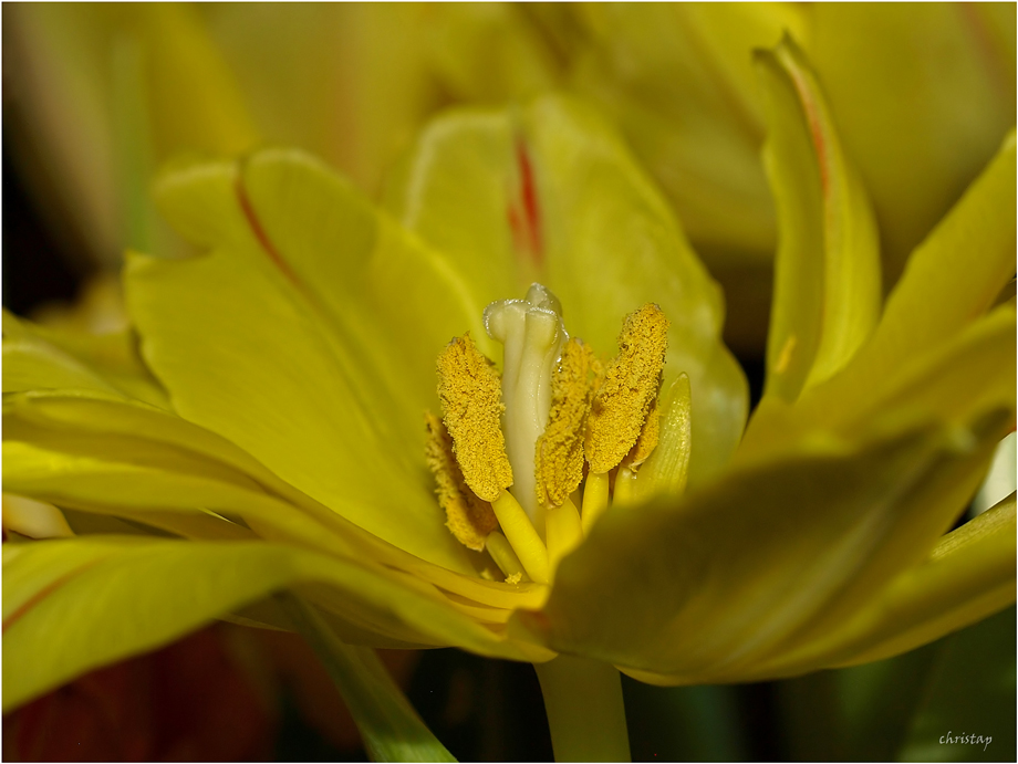 Tulpen-Frühling