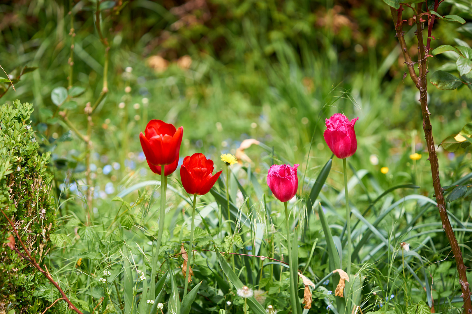 Tulpen - Frühling im Garten