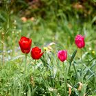 Tulpen - Frühling im Garten