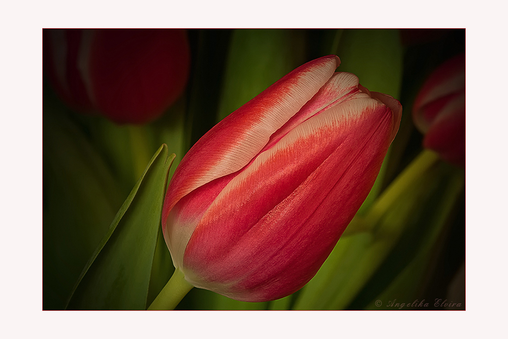 Tulpen - Frühling im Raum...