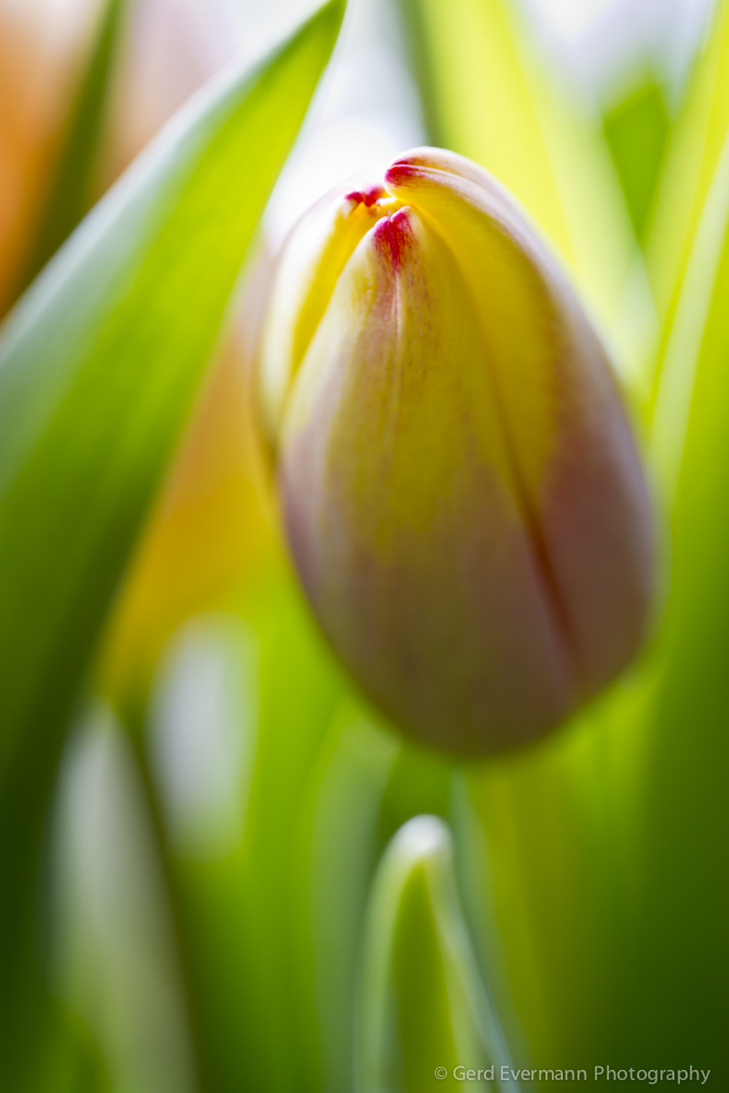 Tulpen - Frühling in der Vase