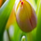 Tulpen - Frühling in der Vase