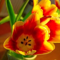 Tulpen Frühlingsgruß ...