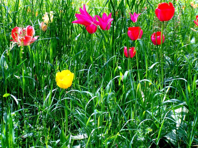 Tulpen für Alle