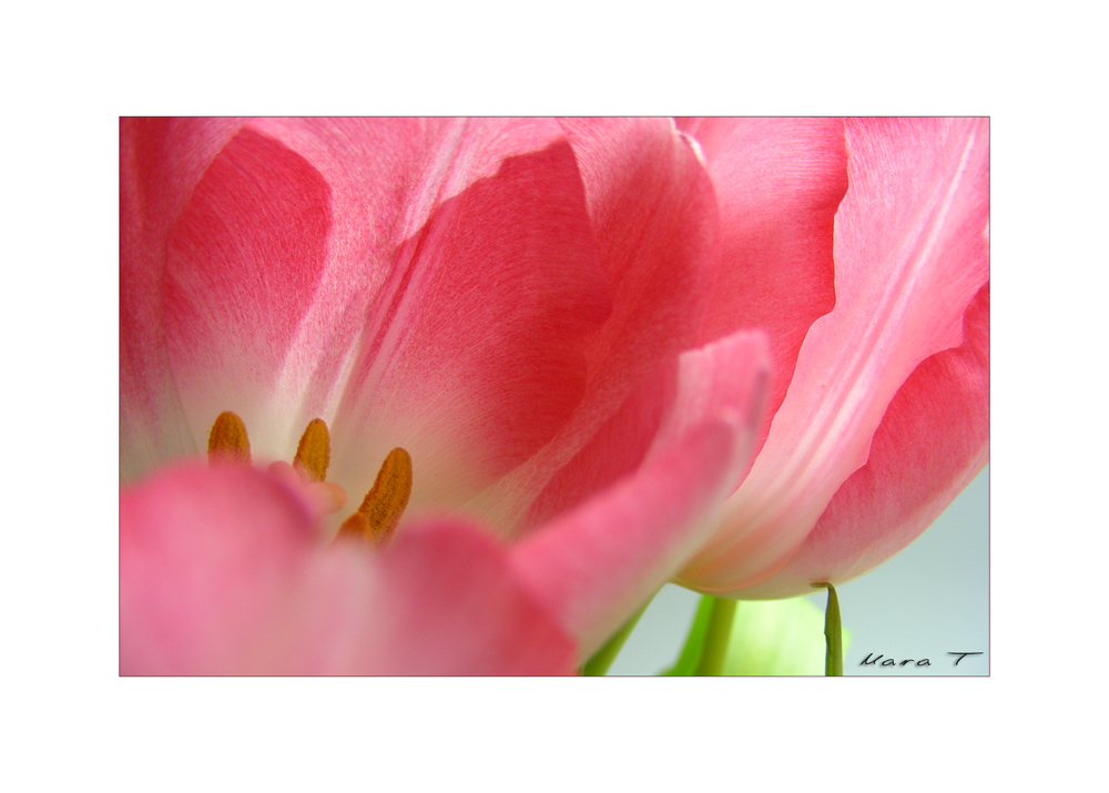 Tulpen für die Leinwand
