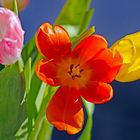 Tulpen für die Wohnung
