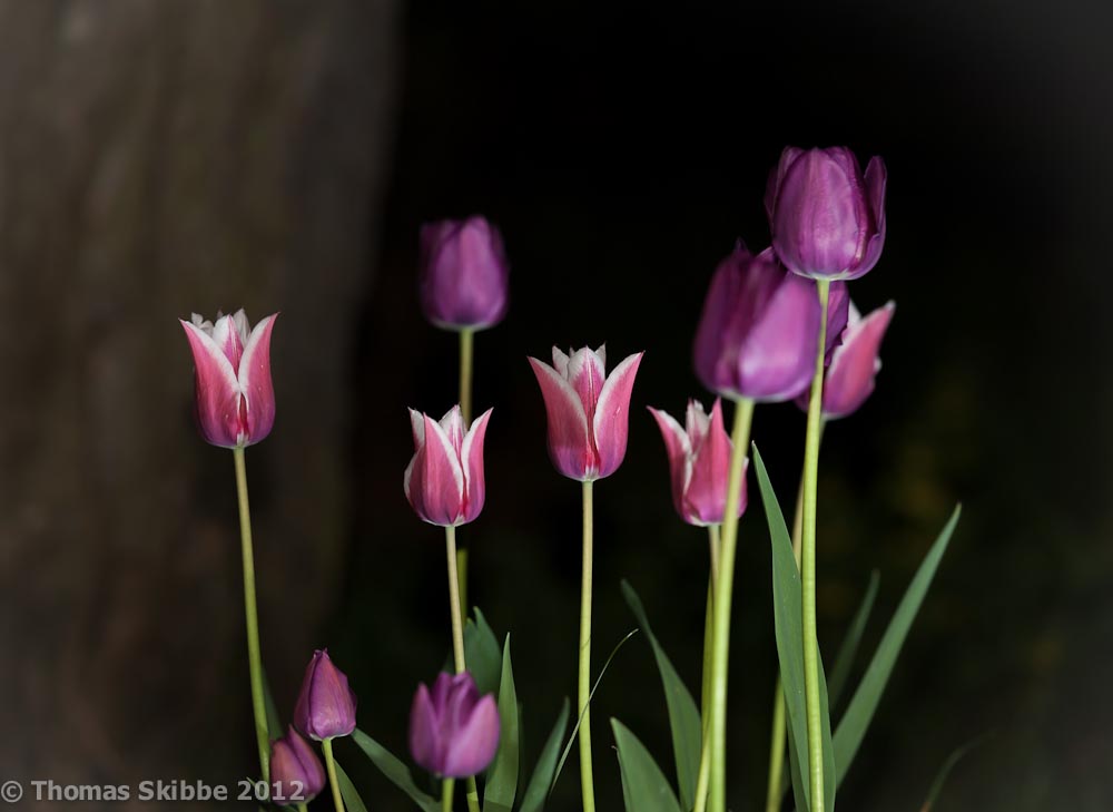 .... Tulpen für euch ....