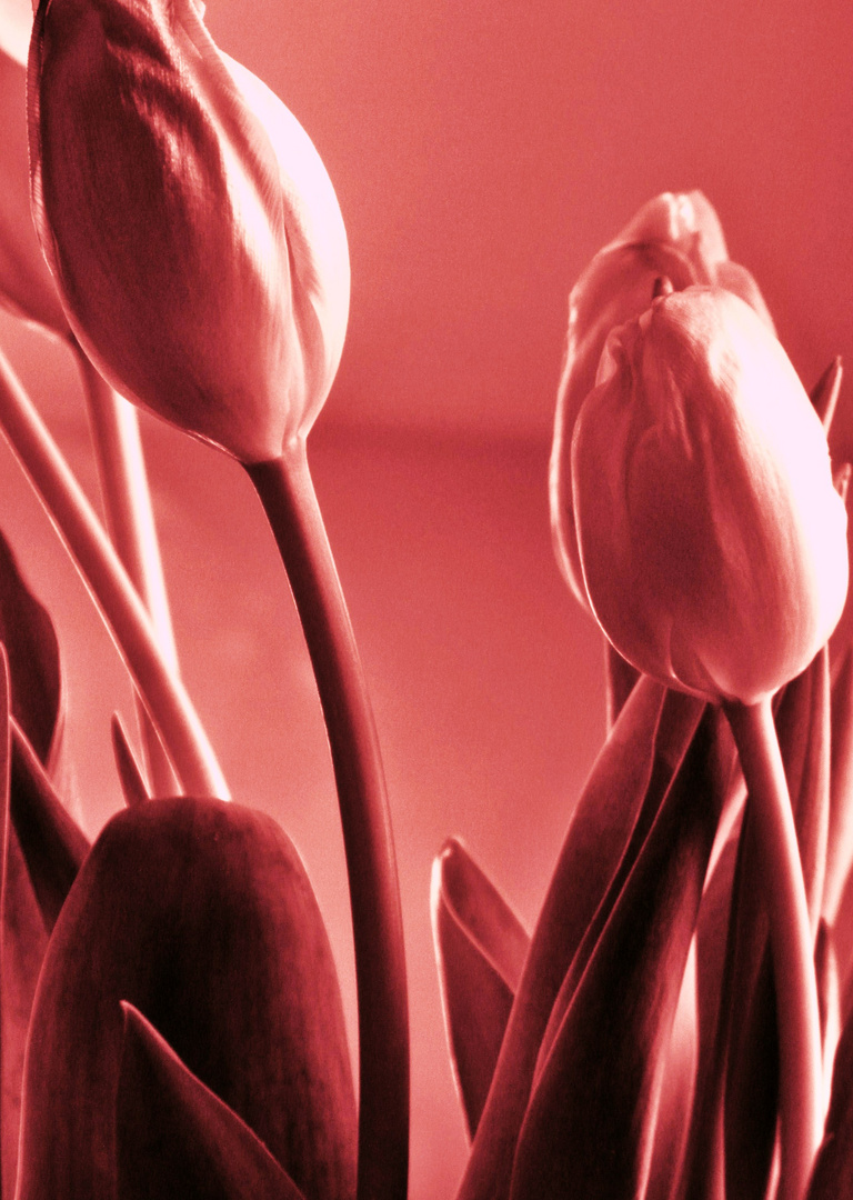 Tulpen für Euch