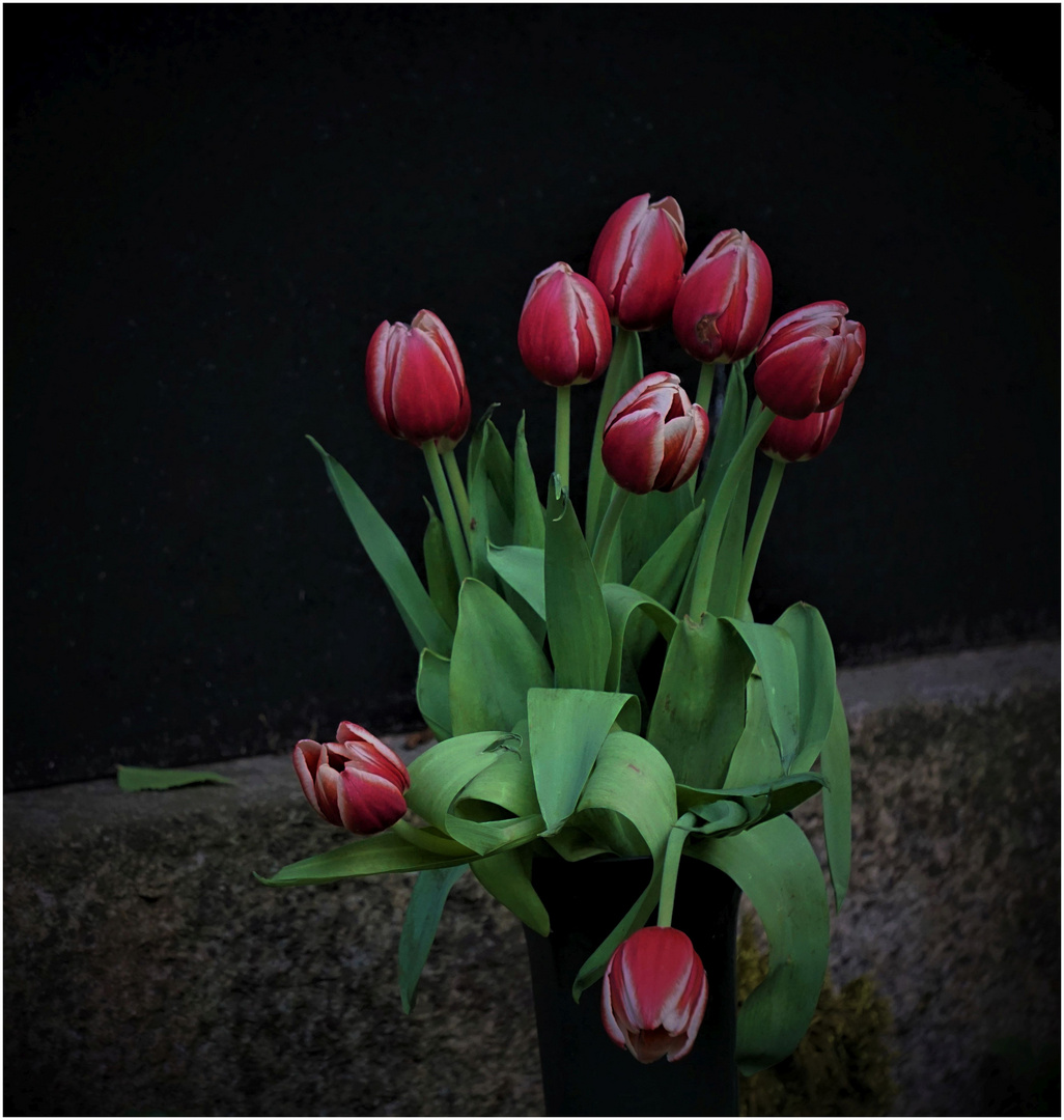 Tulpen für Franz-Wilhelm
