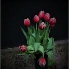 Tulpen für Franz-Wilhelm