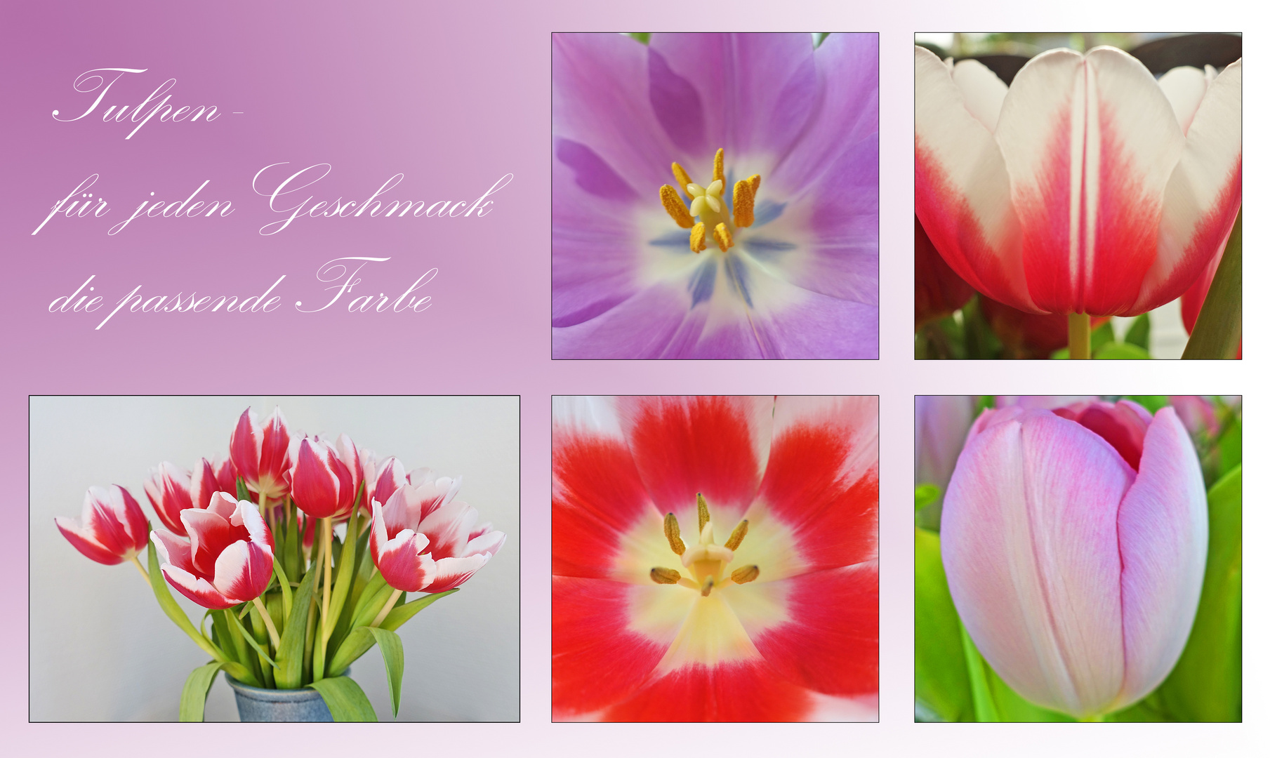 Tulpen - für jeden Geschmack die passende Farbe