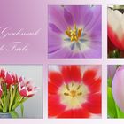 Tulpen - für jeden Geschmack die passende Farbe