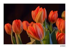 Tulpen für meine Frau.........