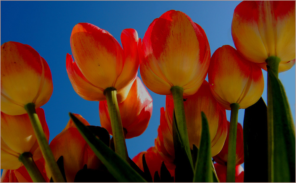 Tulpen - für mich ...