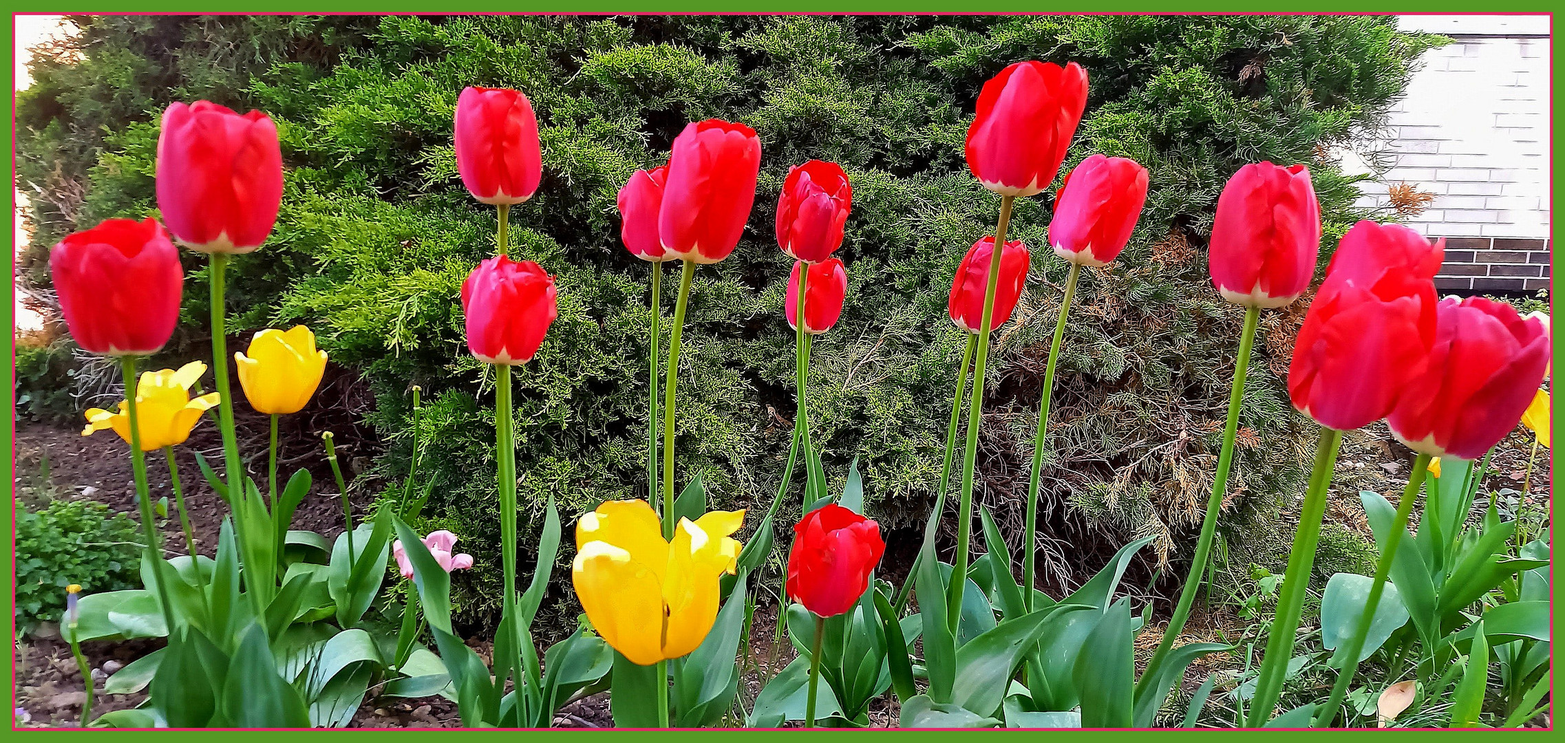 Tulpen für Peter