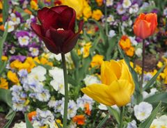 ~ Tulpen gab es auch noch ... ~