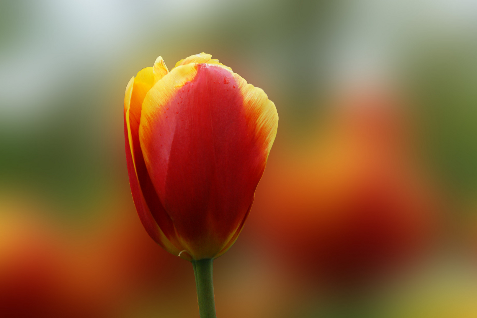 Tulpen Garten 2010