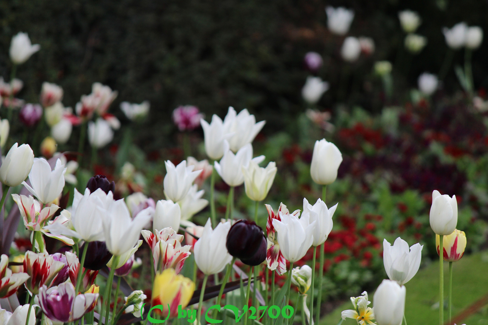 Tulpen Garten