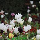 Tulpen Garten