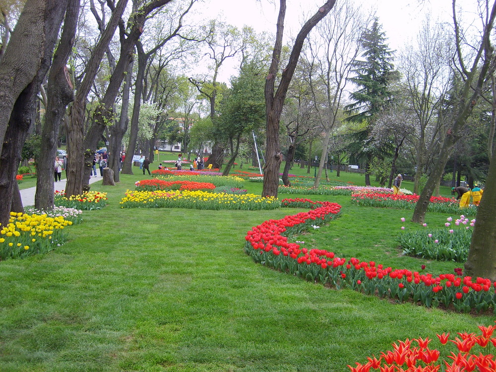 Tulpen garten