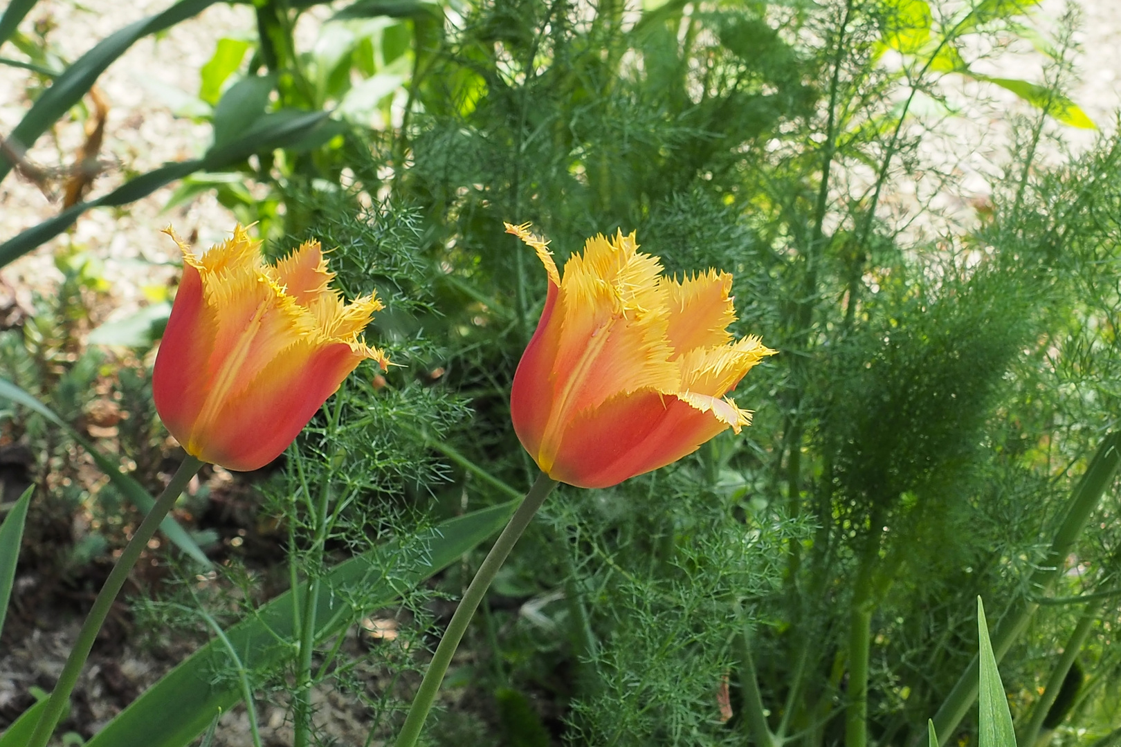 Tulpen gefranzt in Tulln