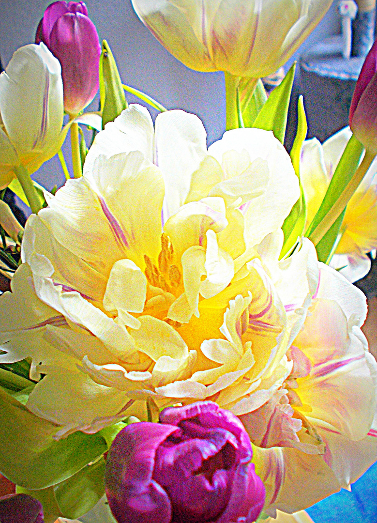 Tulpen  gefüllt + ungefüllt -......