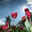 Tulpen gegen den Himmel