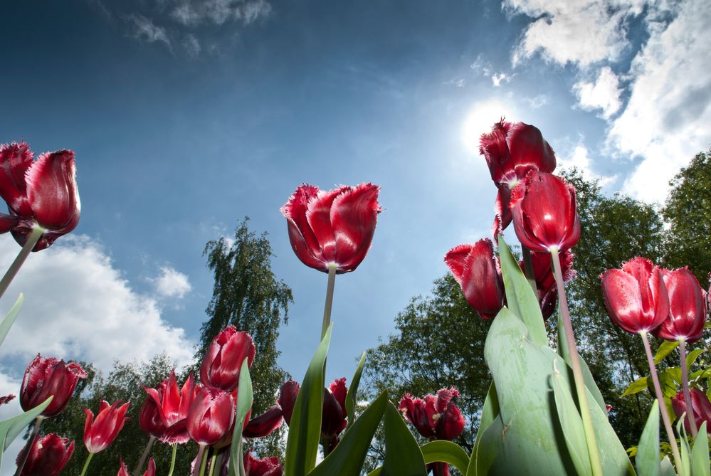 Tulpen gegen den Himmel