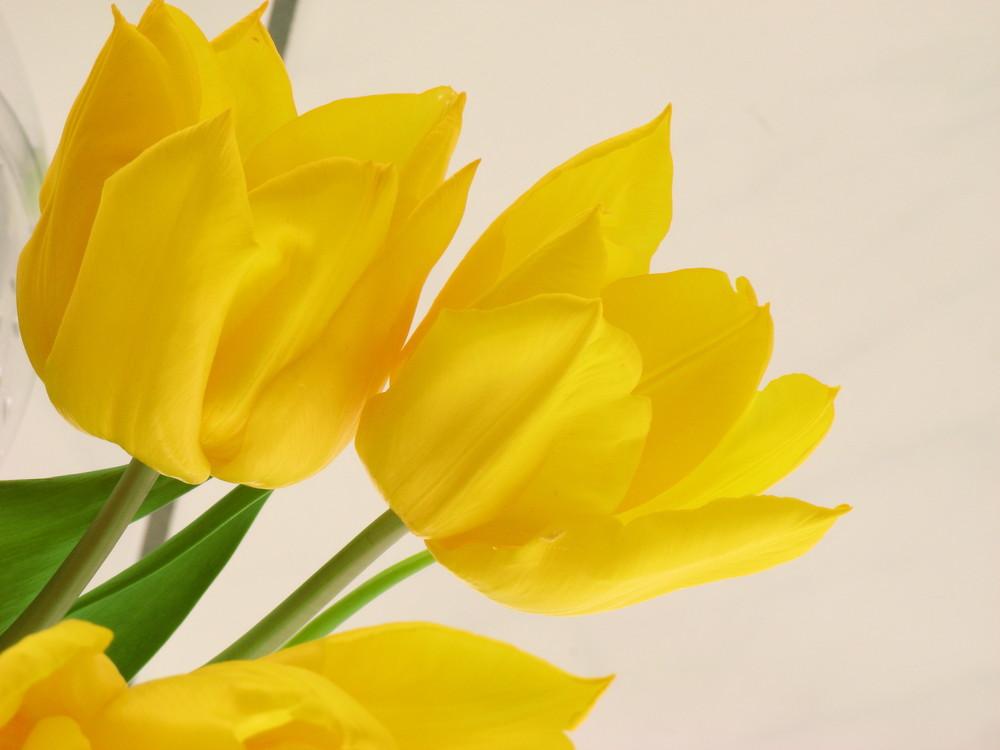 Tulpen gelb