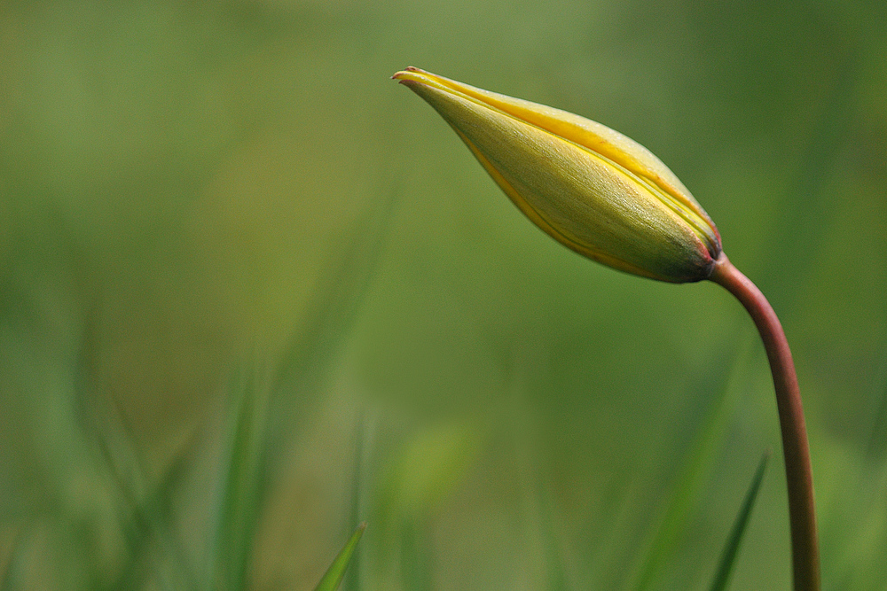 Tulpen – Gelb mit Grünzeug