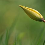 Tulpen – Gelb mit Grünzeug