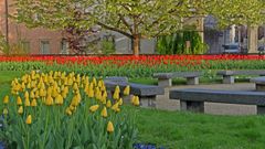 Tulpen gelb mit Steinbänke