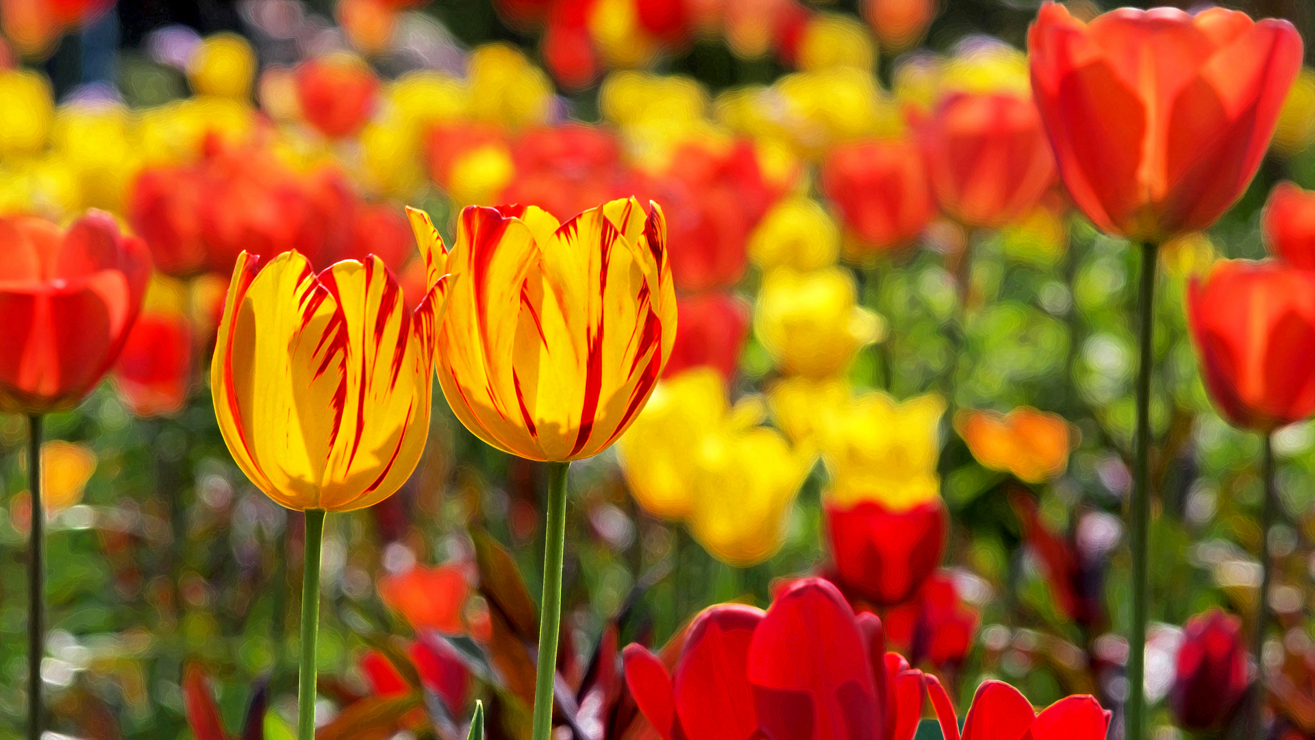 Tulpen gelb und rot