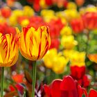 Tulpen gelb und rot