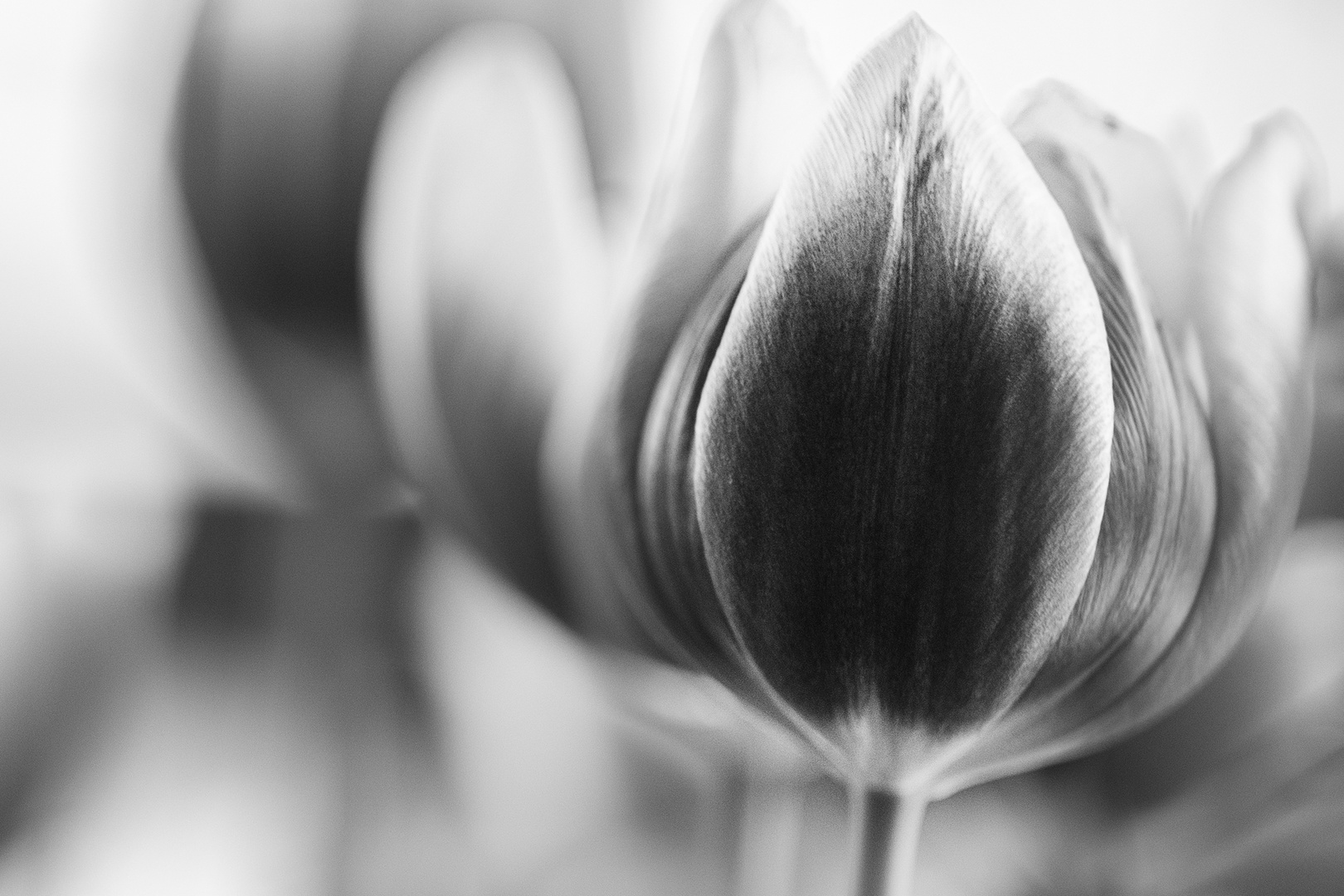 Tulpen gelb/rot