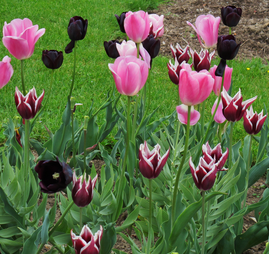 Tulpen gemischt