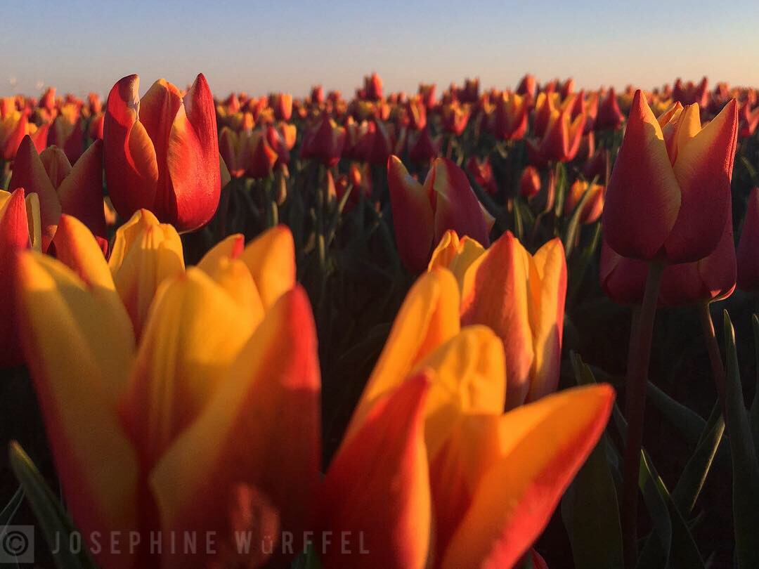 Tulpen genießen die Sonne 